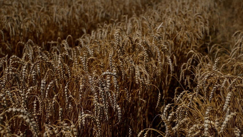 Фото - Египет расторг контракт по закупке украинской пшеницы