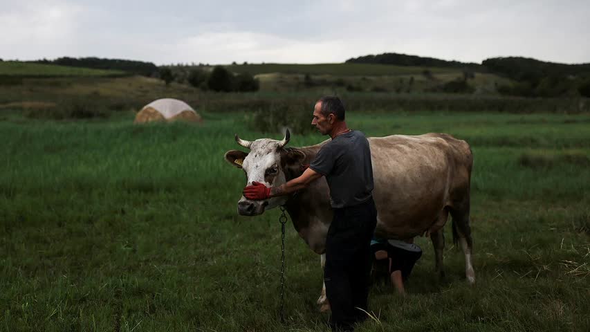 Фото - Россия увеличит поставки баранины и молока в Саудовскую Аравию